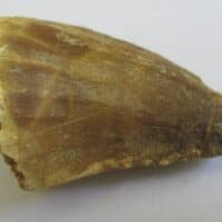 Fossil Mosasaurus Tooth