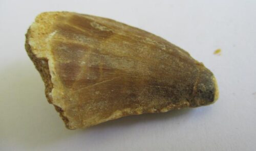 De grootte van deze fossiele mosasaurus tand is 4 cm. Het fossiel is gevonden in een fosfaat mijn in Marokko en komt uit het Boven Krijt (Maastrichtian, 72 - 66 miljoen jaar geleden).