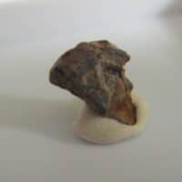 Triceratops Tooth