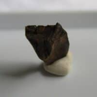 Triceratops Tooth