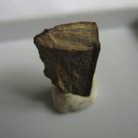 Triceratops Tooth