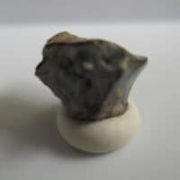Triceratops Tooth
