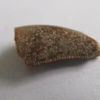 Megalosaurid Tooth