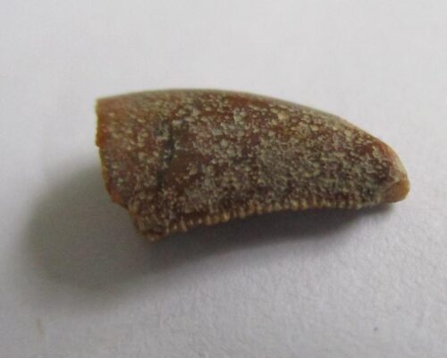 De grootte van deze Megalosaurid tand is 1 cm. De tand is gevonden in Madagaskar en de tand is tussen de 168 en 165 miljoen jaar oud.