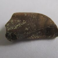 De grootte van deze Megalosaurid tand is 1 cm. De tand is gevonden in Madagaskar en de tand is tussen de 168 en 165 miljoen jaar oud.