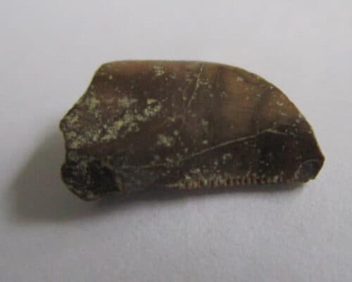 De grootte van deze Megalosaurid tand is 1 cm. De tand is gevonden in Madagaskar en de tand is tussen de 168 en 165 miljoen jaar oud.