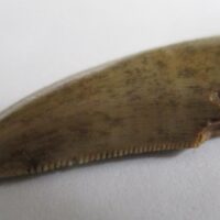 Megalosaurid Tooth