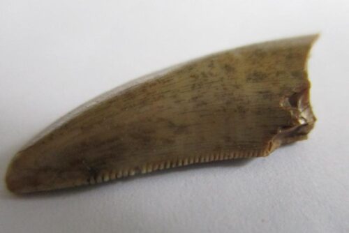 De grootte van deze Megalosaurid tand is 2 cm. De tand is gevonden in Madagaskar en de tand is tussen de 168 en 165 miljoen jaar oud.