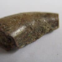 Megalosaurid Tooth