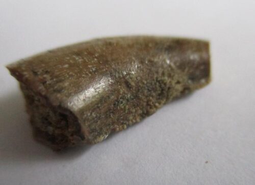 De grootte van deze Megalosaurid tand is 1.5 cm. De tand is gevonden in Madagaskar en de tand is tussen de 168 en 165 miljoen jaar oud.