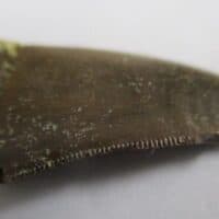 Megalosaurid Tooth