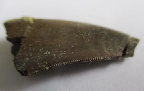 De grootte van deze Megalosaurid tand is 2.5 cm. De tand is gevonden in Madagaskar en de tand is tussen de 168 en 165 miljoen jaar oud.