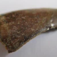 Megalosaurid Tooth