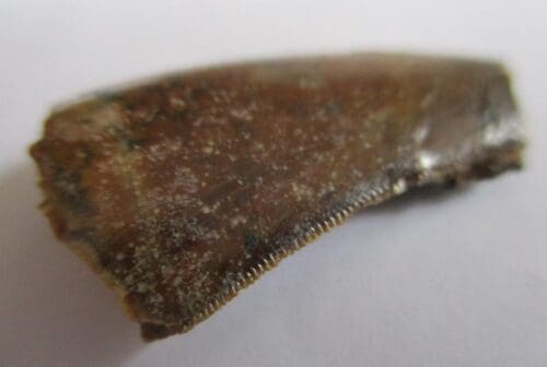 De grootte van deze Megalosaurid tand is 3 cm. De tand is gevonden in Madagaskar en de tand is tussen de 168 en 165 miljoen jaar oud.