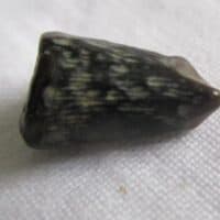 De grootte van deze ichthyosaurus tand is 1.4 cm. De tand is gevonden in de UK en de tand is tussen de 250 en 90 miljoen jaar oud.