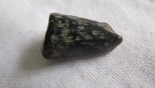 De grootte van deze ichthyosaurus tand is 1.4 cm. De tand is gevonden in de UK en de tand is tussen de 250 en 90 miljoen jaar oud.