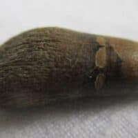 De grootte van deze ichthyosaurus tand is 2 cm. De tand is gevonden in de UK en de tand is tussen de 250 en 90 miljoen jaar oud.