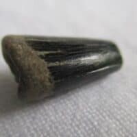 De grootte van deze ichthyosaurus tand is 1.0 cm. De tand is gevonden in de UK en de tand is tussen de 250 en 90 miljoen jaar oud.