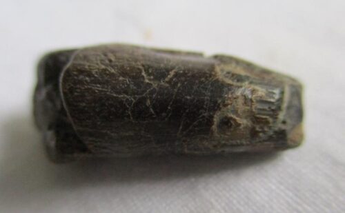 De grootte van deze ichthyosaurus tand is 2.5 cm. De tand is gevonden in de UK en de tand is tussen de 250 en 90 miljoen jaar oud.