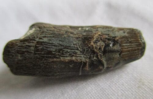 De grootte van deze ichthyosaurus tand is 2.5 cm. De tand is gevonden in de UK en de tand is tussen de 250 en 90 miljoen jaar oud.