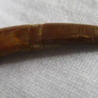Pterosaur Tooth
