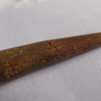 Pterosaur Tooth