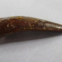 Pterosaur Tooth
