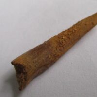 Pterosaur Tooth
