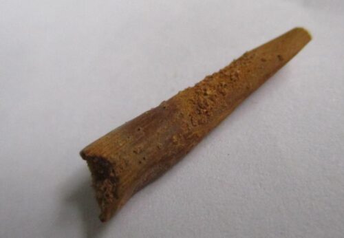 Pterosaur Tooth