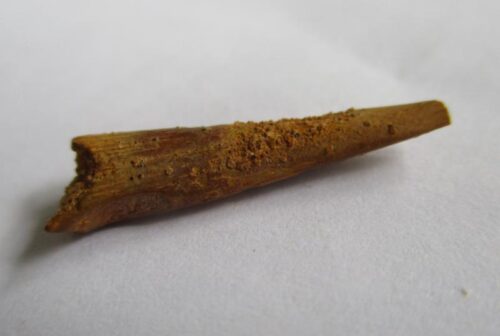 Pterosaur Tooth - Image 2
