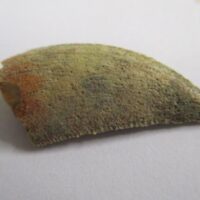 Majungasaurus Tooth