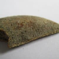 Majungasaurus Tooth