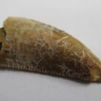Majungasaurus Tooth