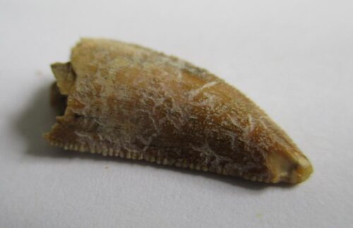 De grootte van deze majungasaurus tand is 2 cm. De tand is gevonden in de Marevaeno-formatie, in de provincie Mahajanga, Madagaskar. Het fossiel is tussen de 70 en 65,8 miljoen jaar oud.