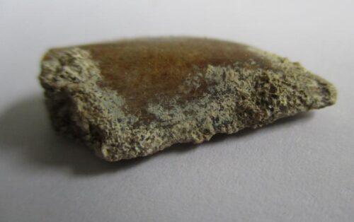 De grootte van deze majungasaurus tand is 2 cm. De tand is gevonden in de Marevaeno-formatie, in de provincie Mahajanga, Madagaskar. Het fossiel is tussen de 70 en 65,8 miljoen jaar oud.