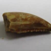 Majungasaurus Tooth