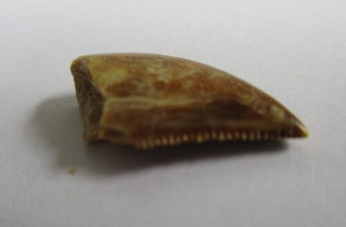 De grootte van deze majungasaurus tand is 1.6 cm. De tand is gevonden in de Marevaeno-formatie, in de provincie Mahajanga, Madagaskar. Het fossiel is tussen de 70 en 65,8 miljoen jaar oud.