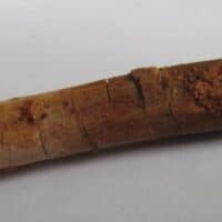 De grootte van deze Rebbachisaurus tand is 3.5 cm. De tand is gevonden in Marokko. Het fossiel is tussen de 99 en 97 miljoen jaar oud.