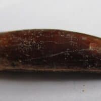 De grootte van deze Rebbachisaurus tand is 3.5 cm. De tand is gevonden in Marokko. Het fossiel is tussen de 99 en 97 miljoen jaar oud.