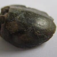 Sauropod Tooth