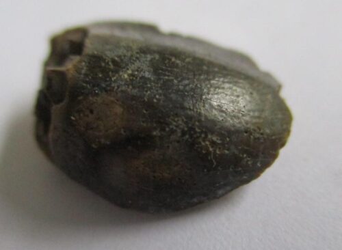Sauropod Tooth