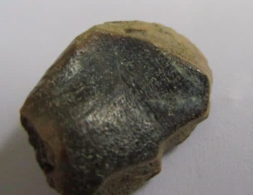 Sauropod Tooth - Image 2