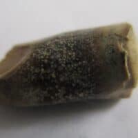 Megalosaurid Tooth