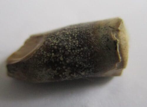 Megalosaurid Tooth