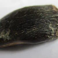 Sauropod Tooth