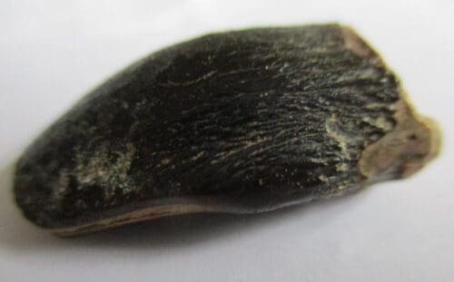 Sauropod Tooth