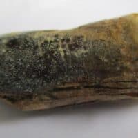 Sauropod Tooth