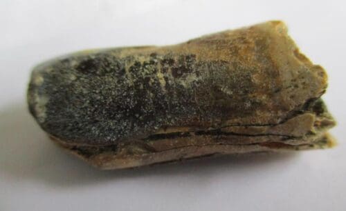 Sauropod Tooth