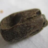 Ichthyosaurus Tooth
