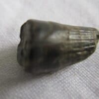 Ichthyosaurus Tooth